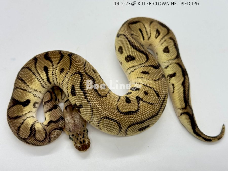 KILLER CLOWN HET PIED